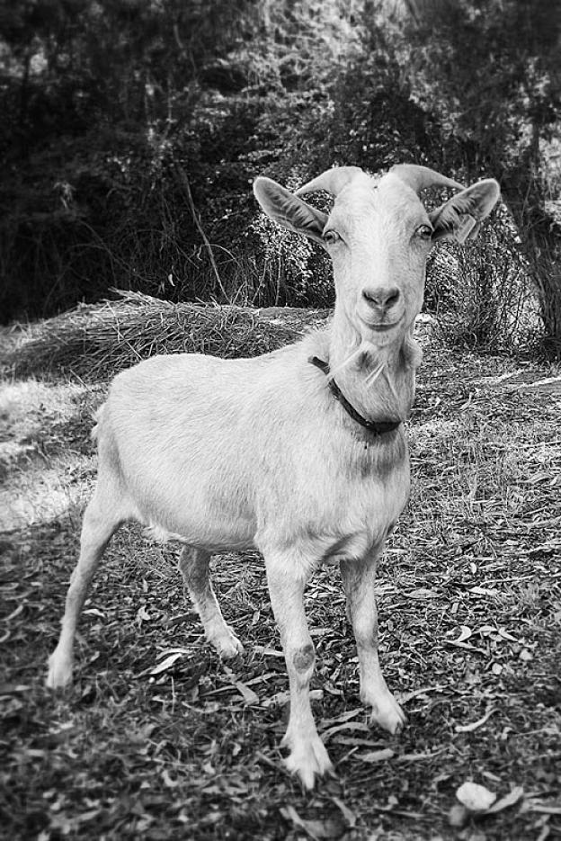 Posing goat